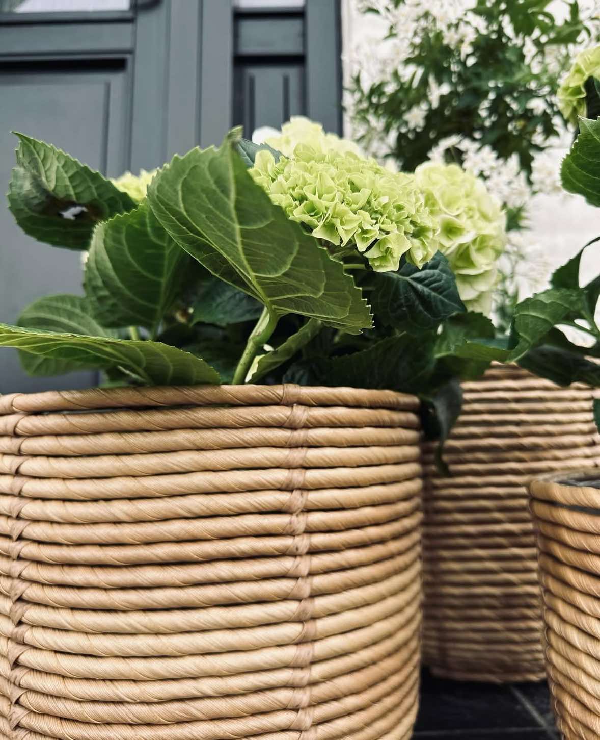 Plantenmanden RATTAN – Set van 3 formaten