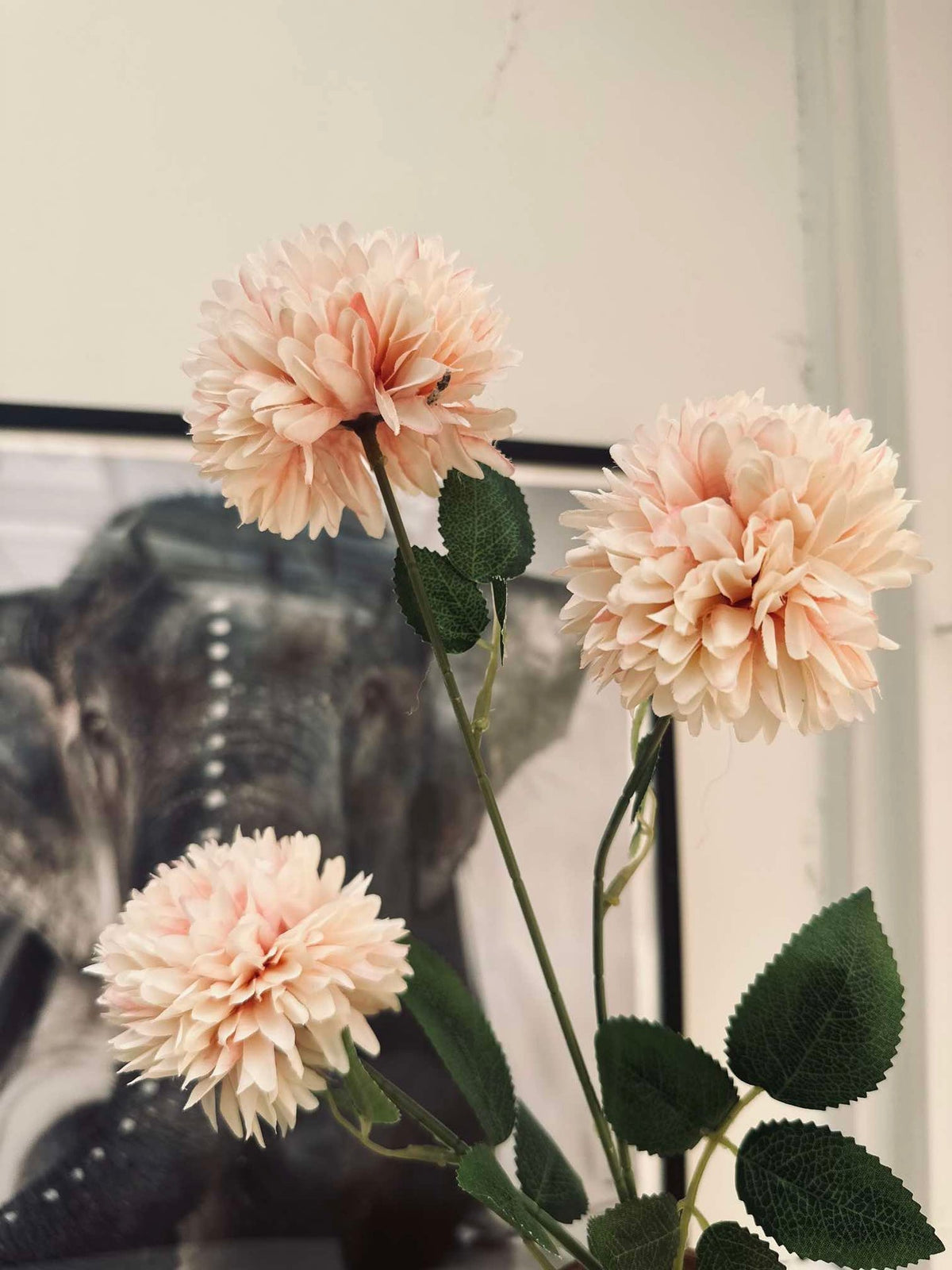 Bloem Peach rose