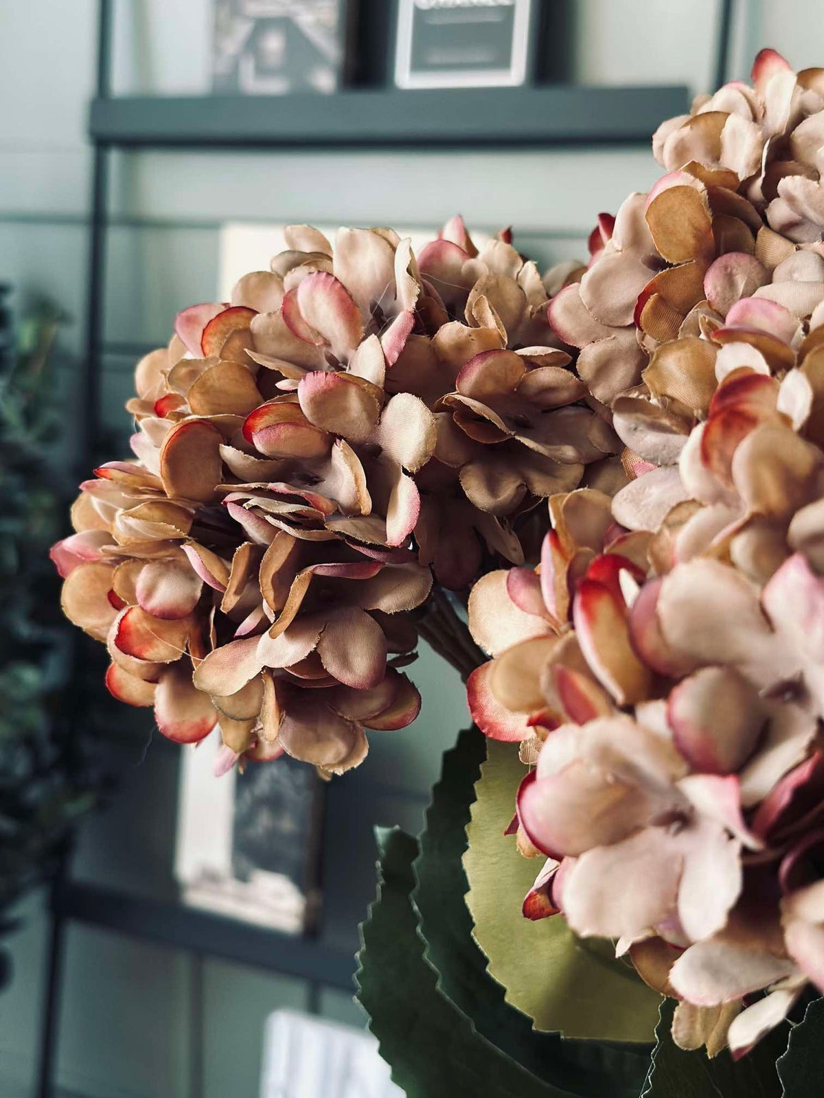 Hortensia - Brande kleuren