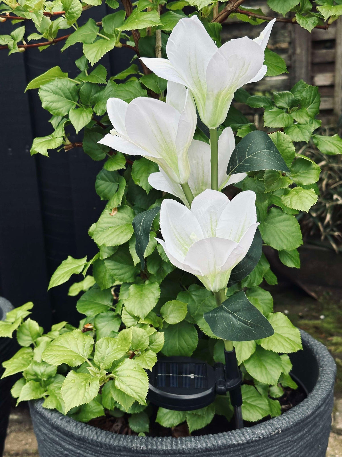 Magnolia met zonnepanelen - Wit