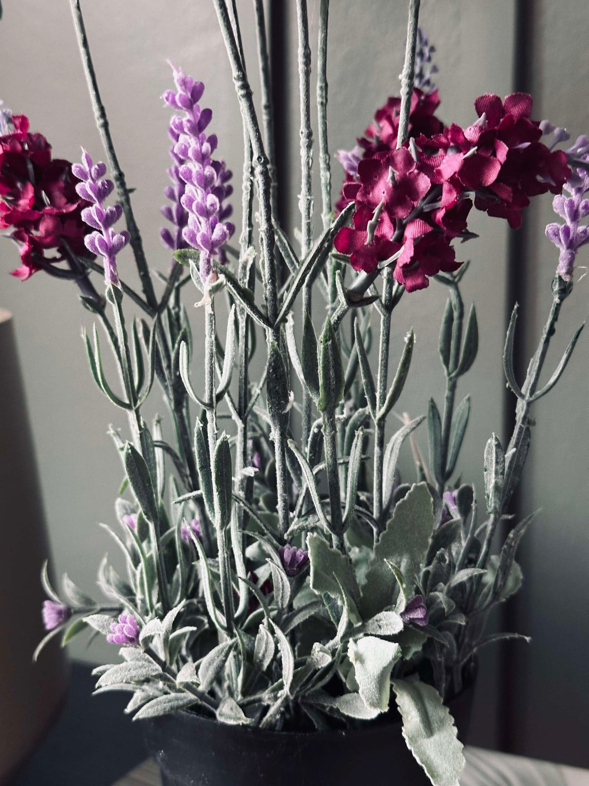 Lavendel 40cm - Framboos