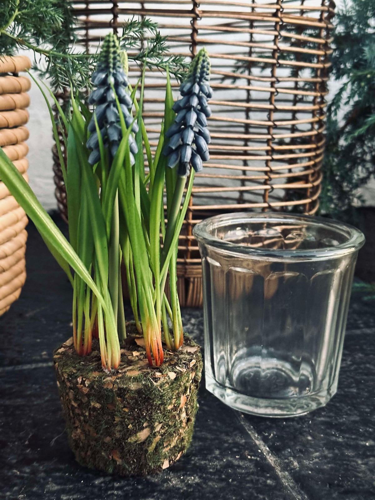 Bloem Druifhyacint