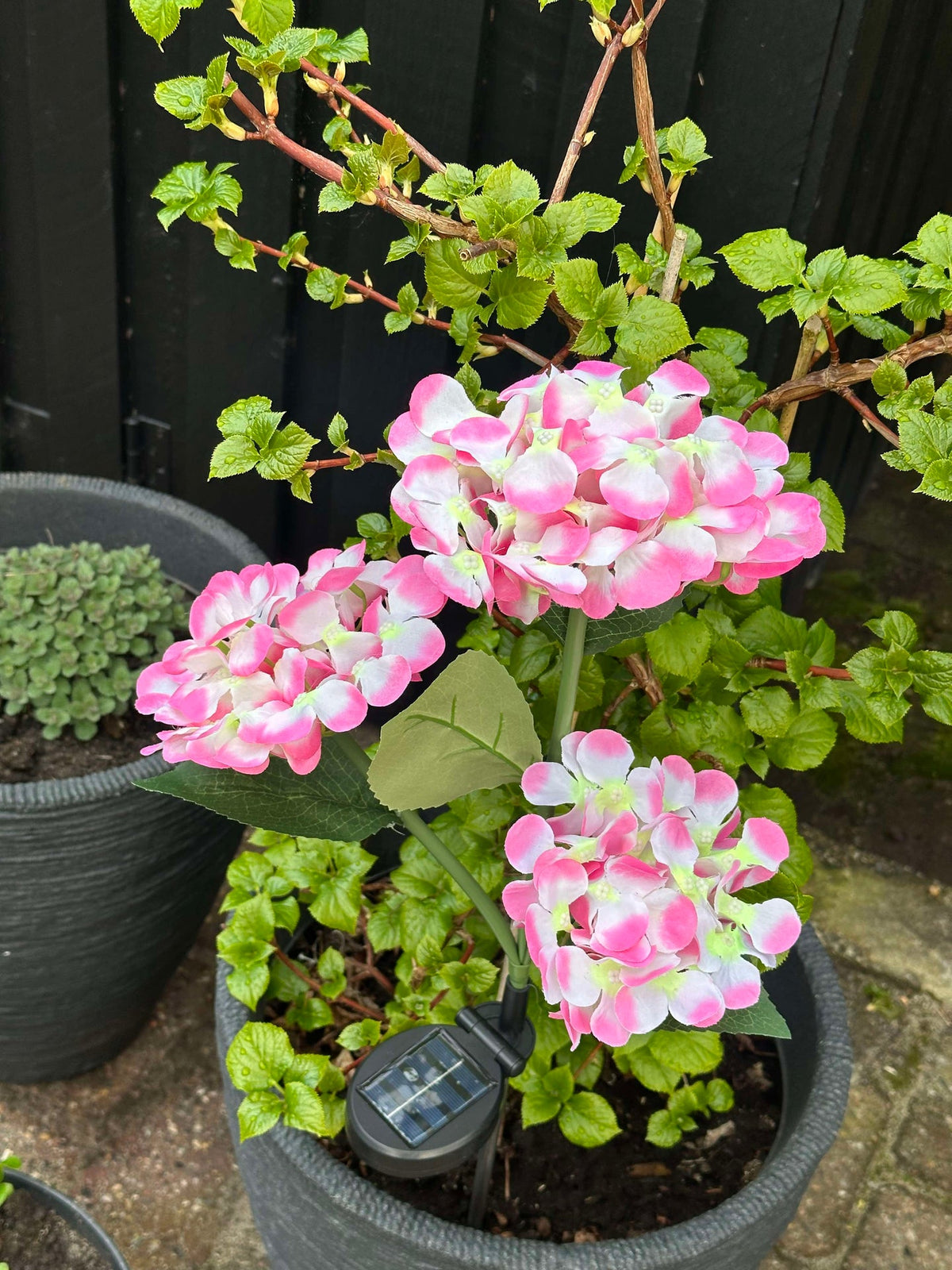 Hortensia op zonne-energie – Lichtroze