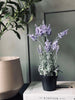 Lavendel 40cm - Lichtpaars