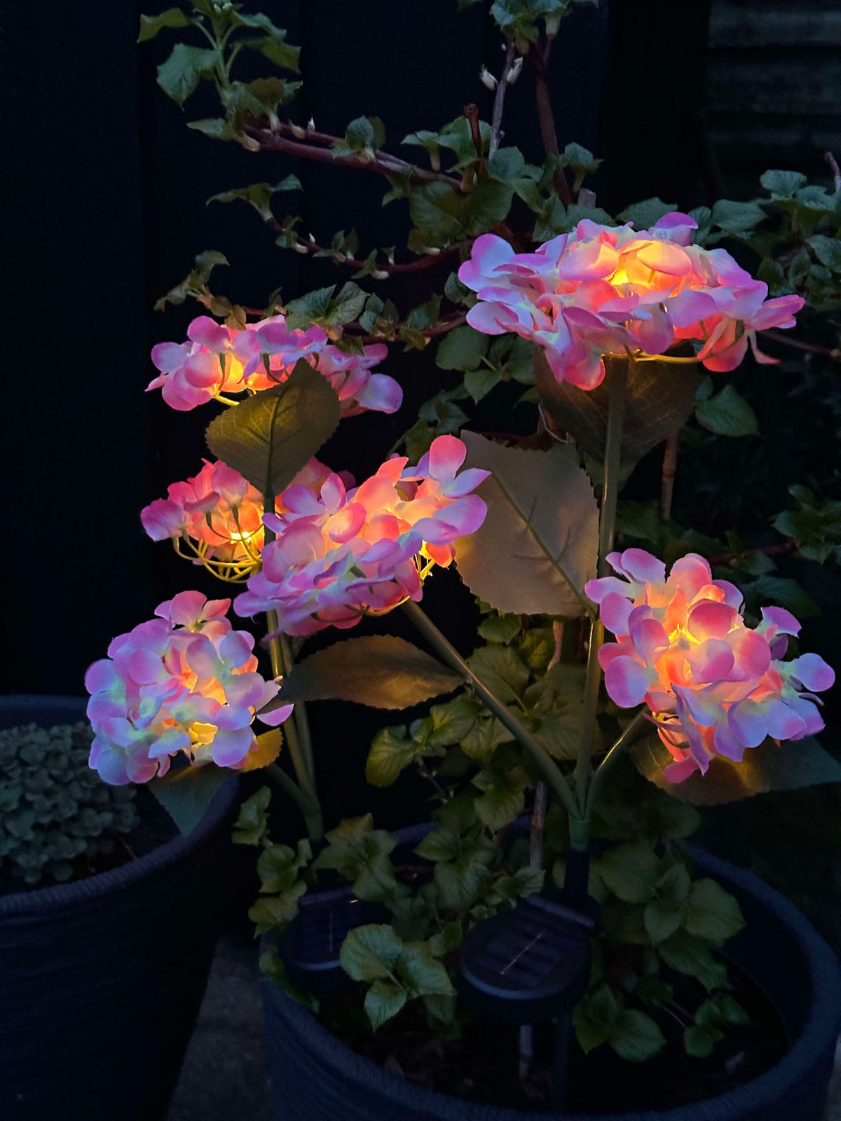 Hortensia op zonne-energie – Lichtroze