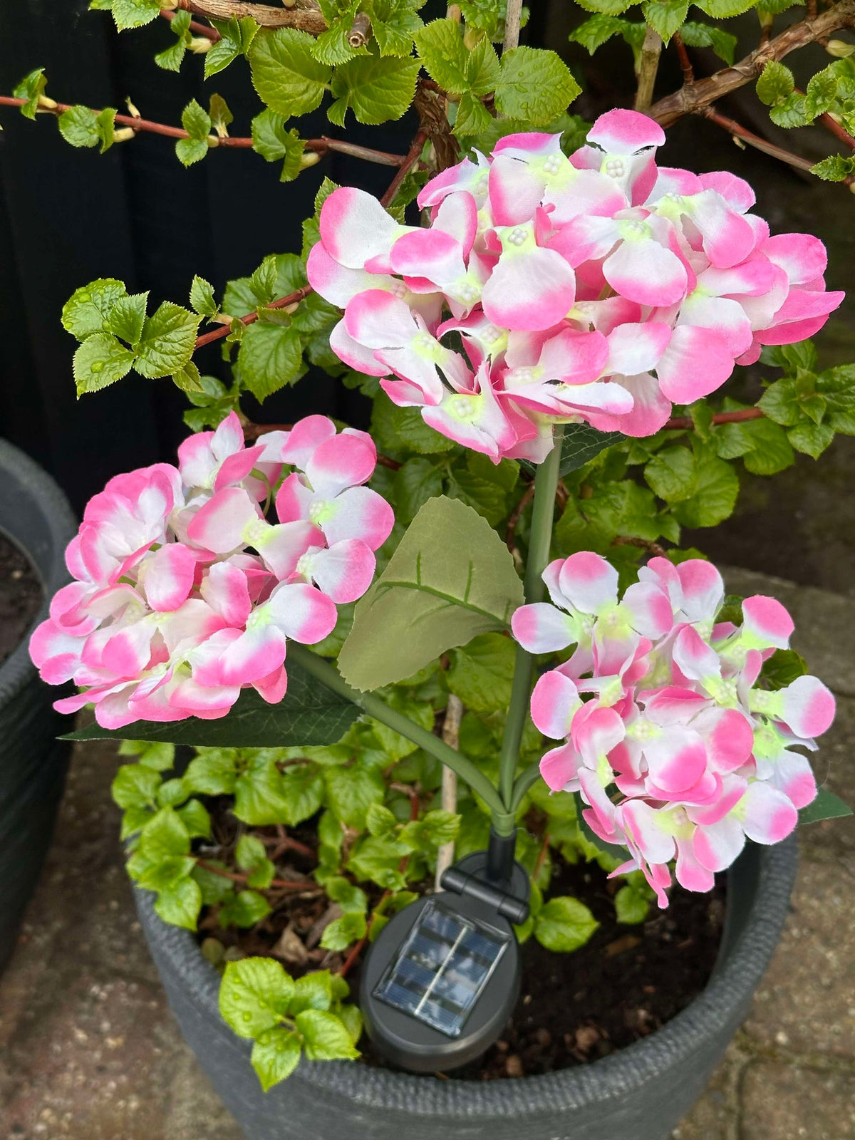 Hortensia op zonne-energie – Lichtroze