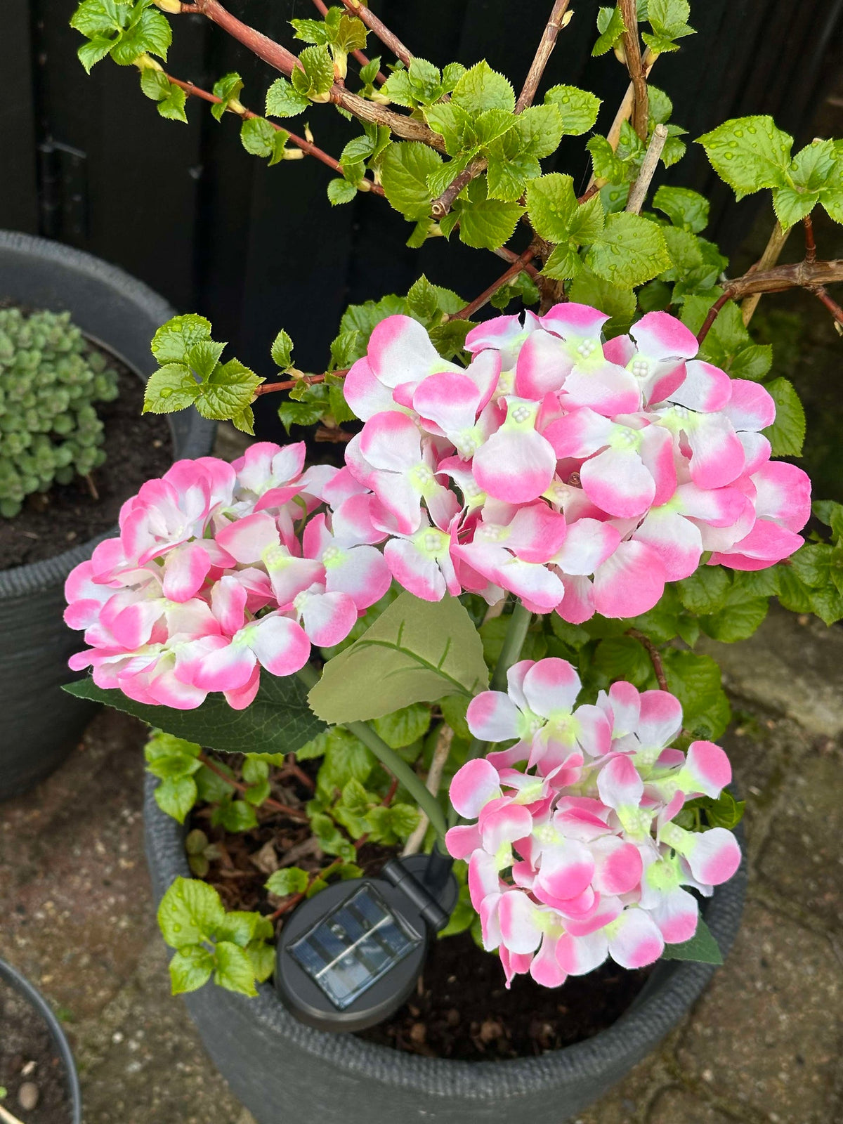 Hortensia op zonne-energie – Lichtroze