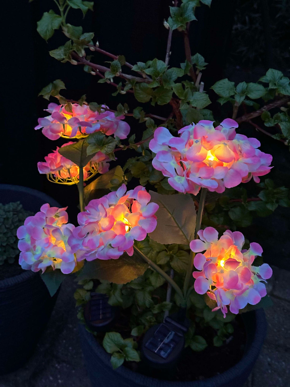 Hortensia met solarverlichting