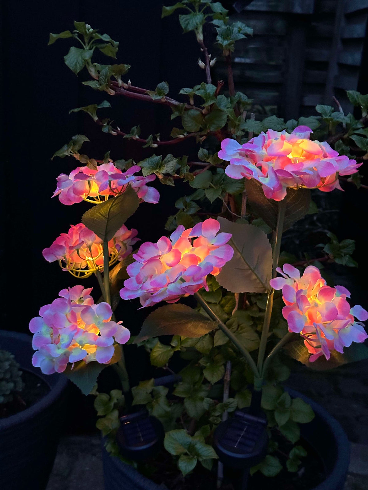 Hortensia op zonne-energie – Lichtroze