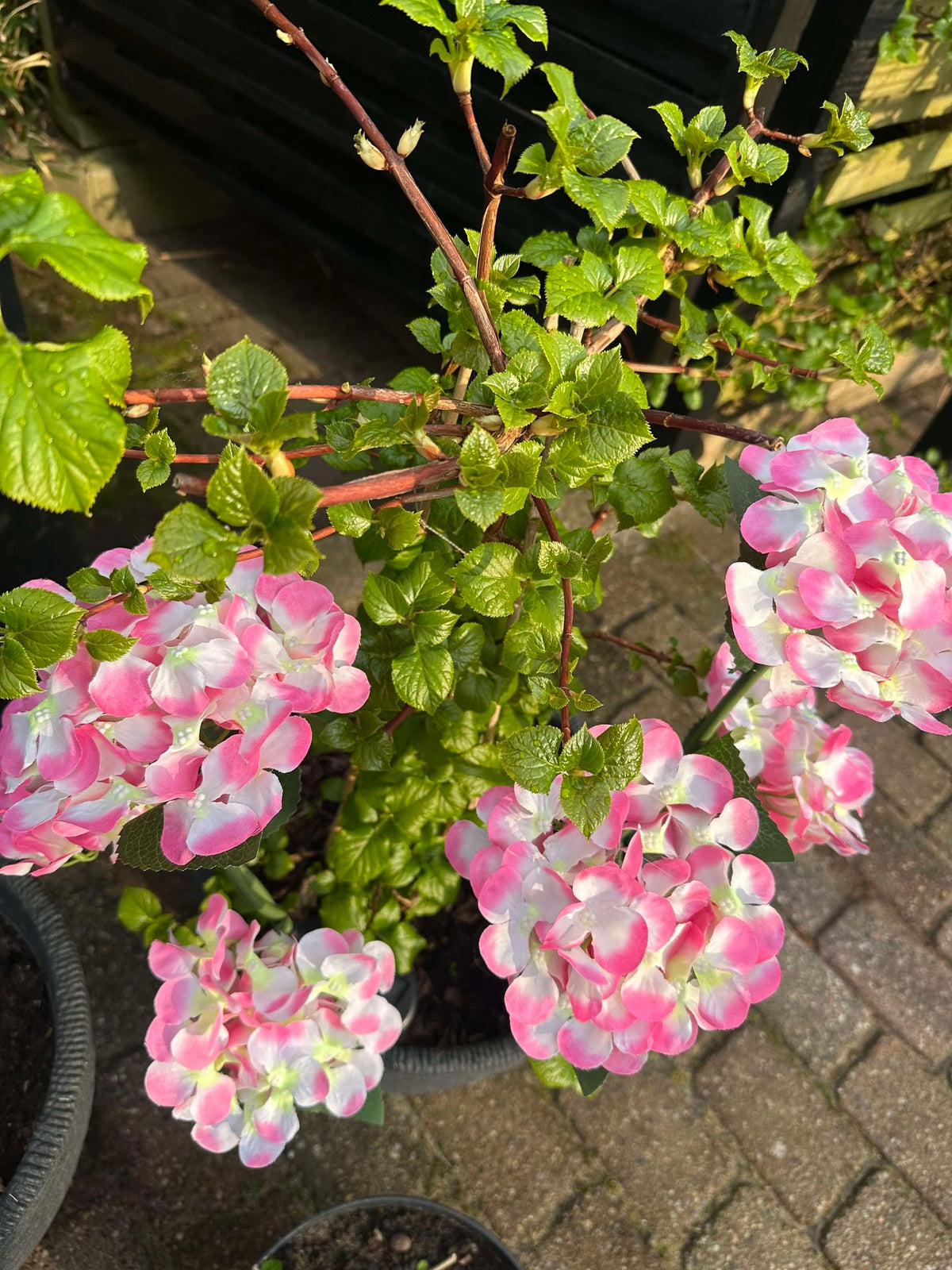 Hortensia op zonne-energie – Lichtroze