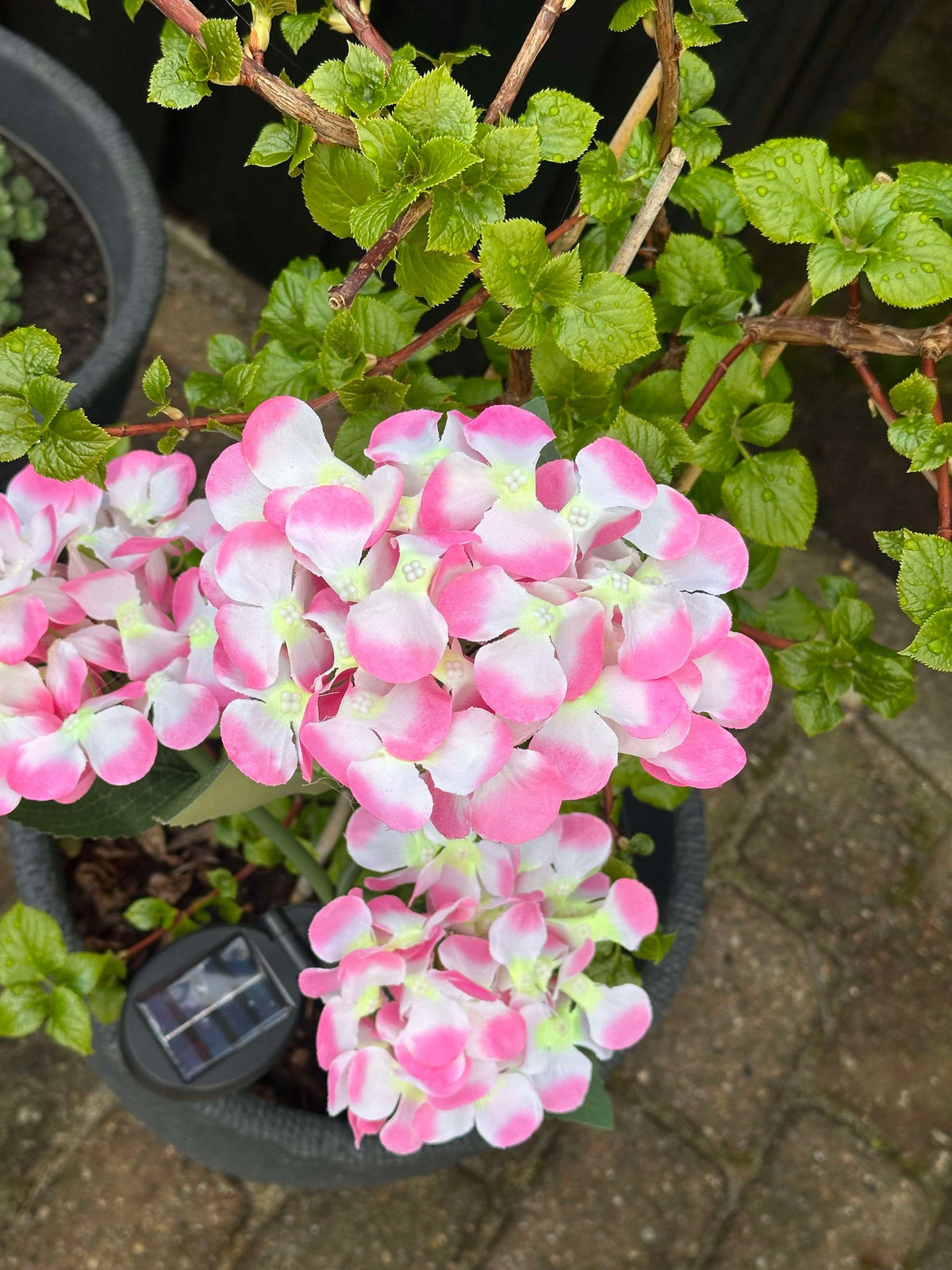 Hortensia met solarverlichting