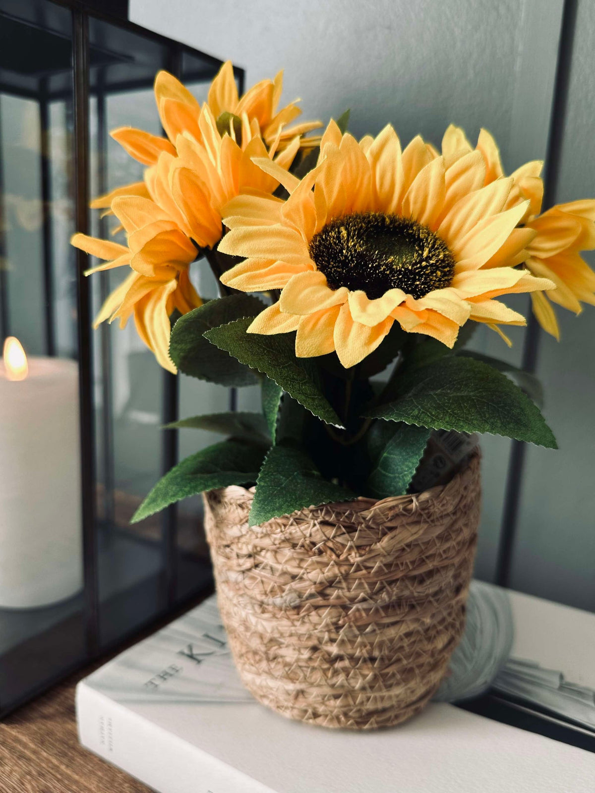 Zonnebloem in pot