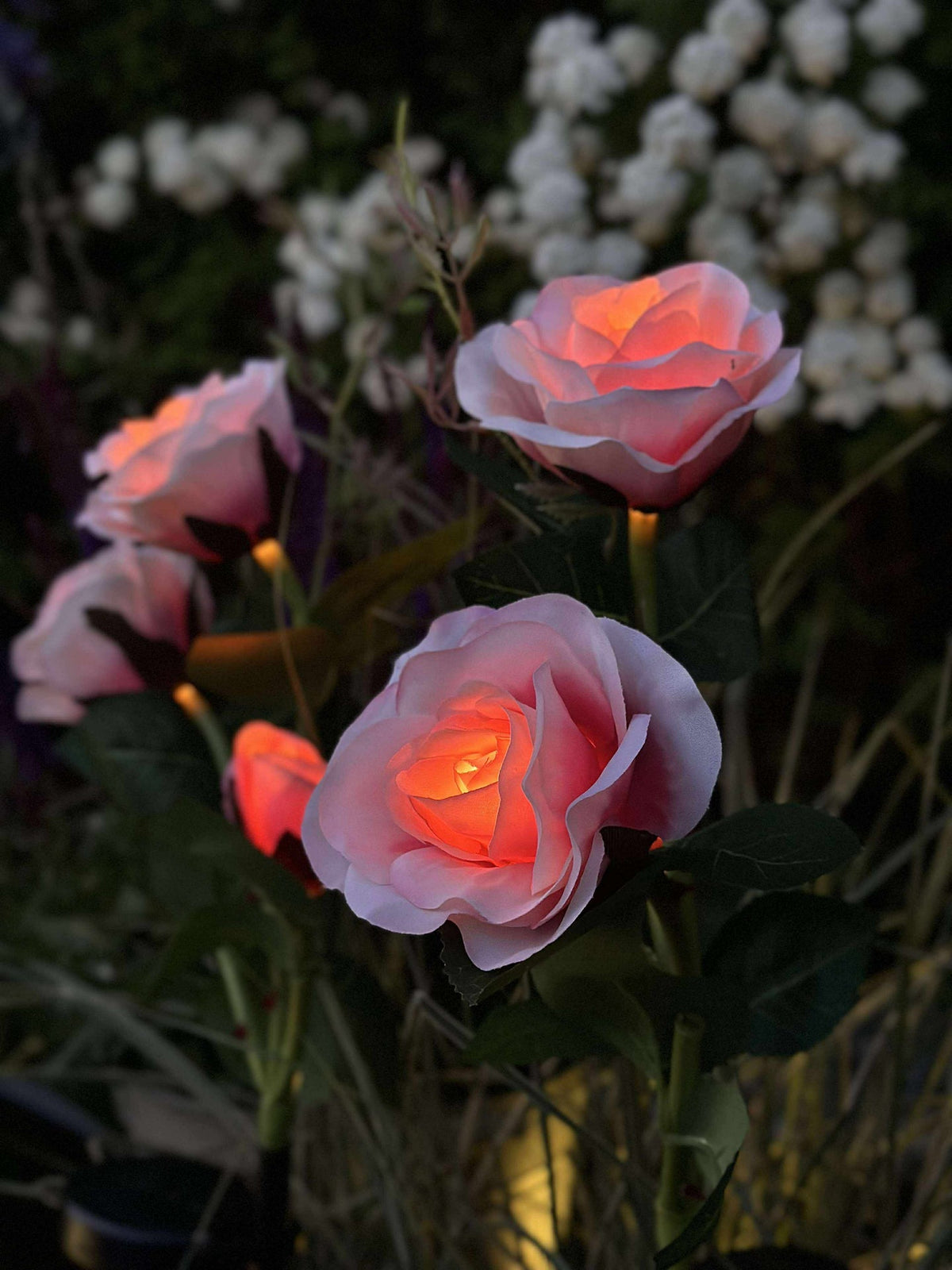 Roos met zonnepanelen - Roze