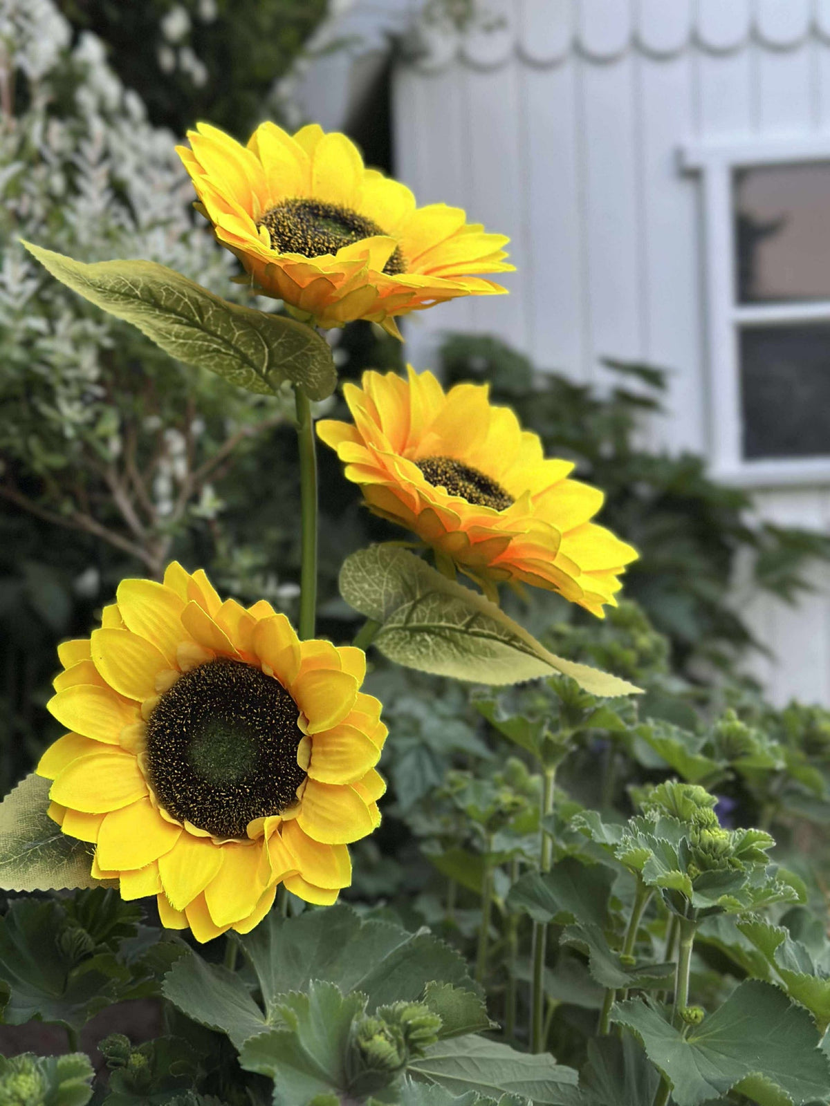 Zonnebloem op zonne-energie