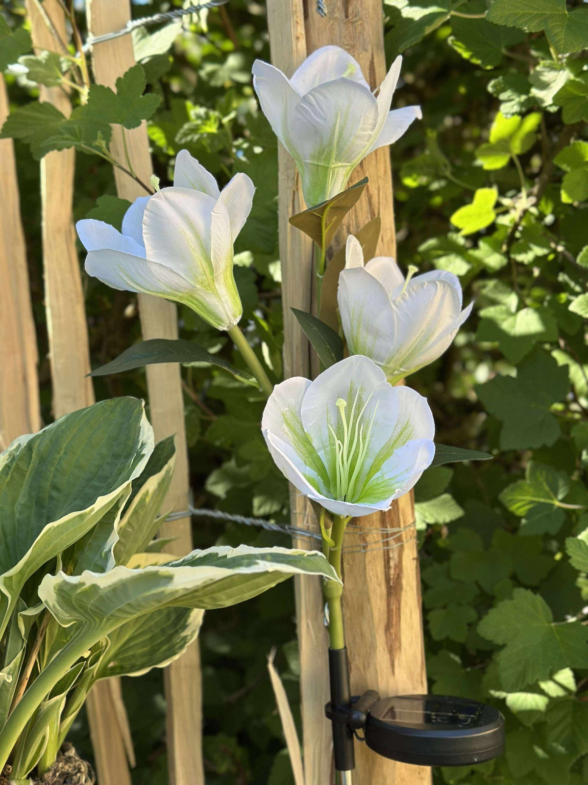Magnolia met zonnepanelen - Wit