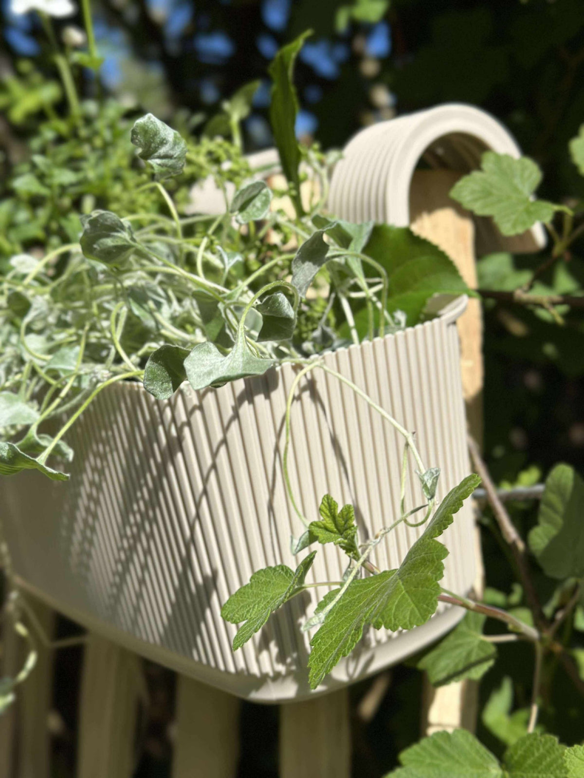 Plantenbak met ophangsysteem – Crème