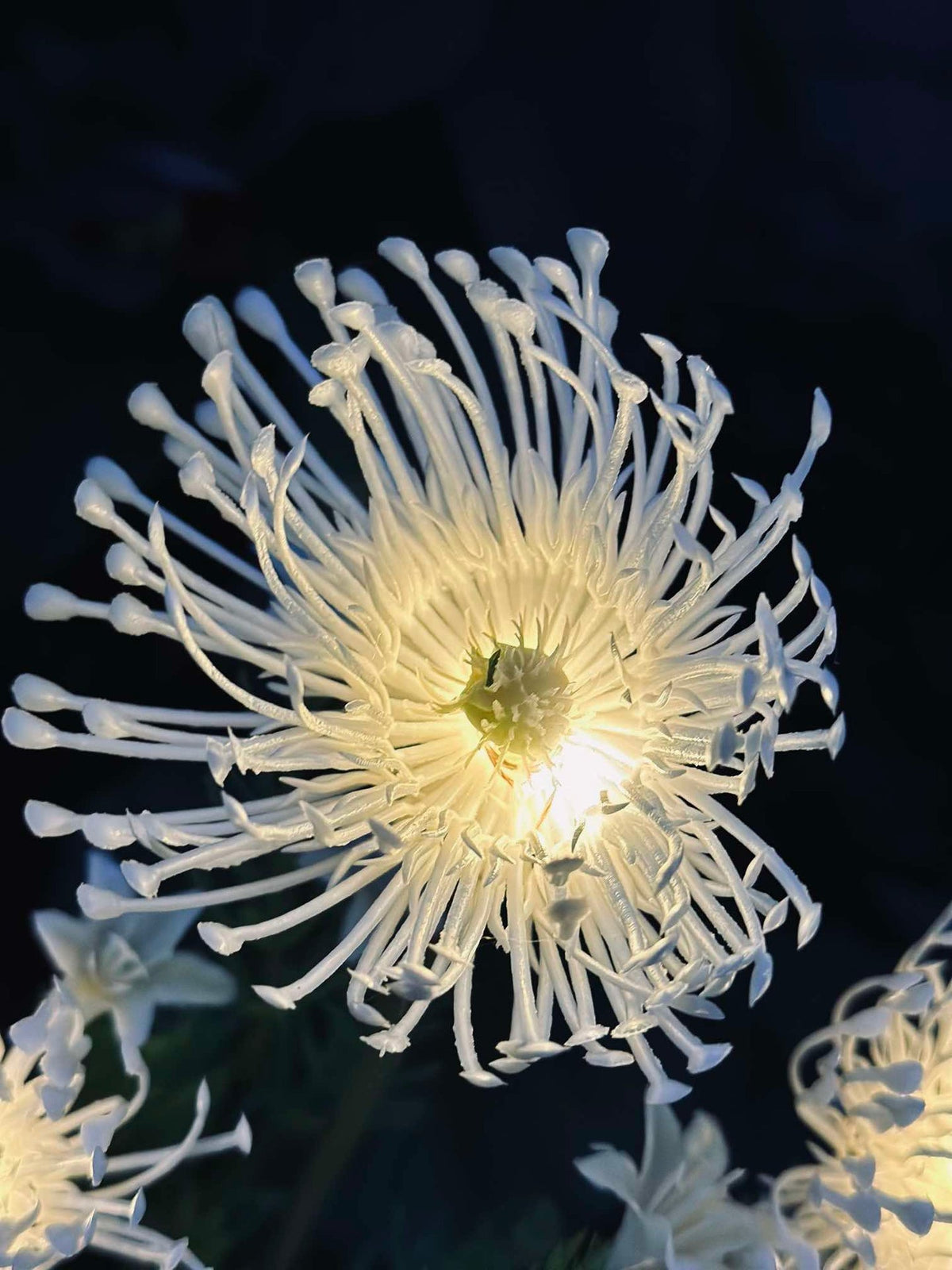Bloem op zonne-energie - Spider Lili wit