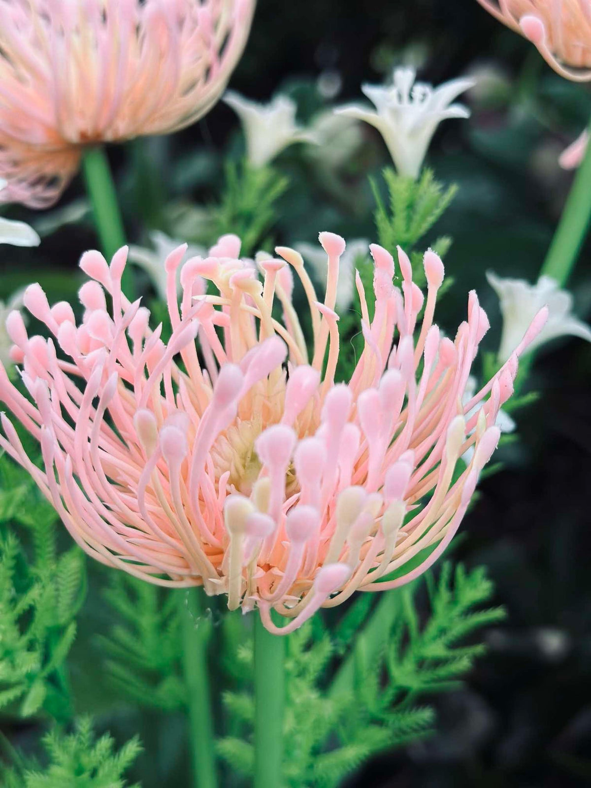 Bloem met zonnecellen - Spider Lili rose