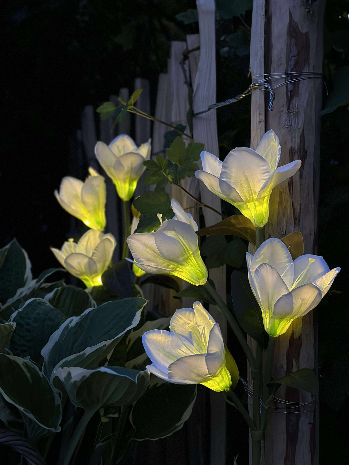 Magnolia met zonnepanelen - Wit