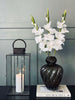 Gladiolus steel