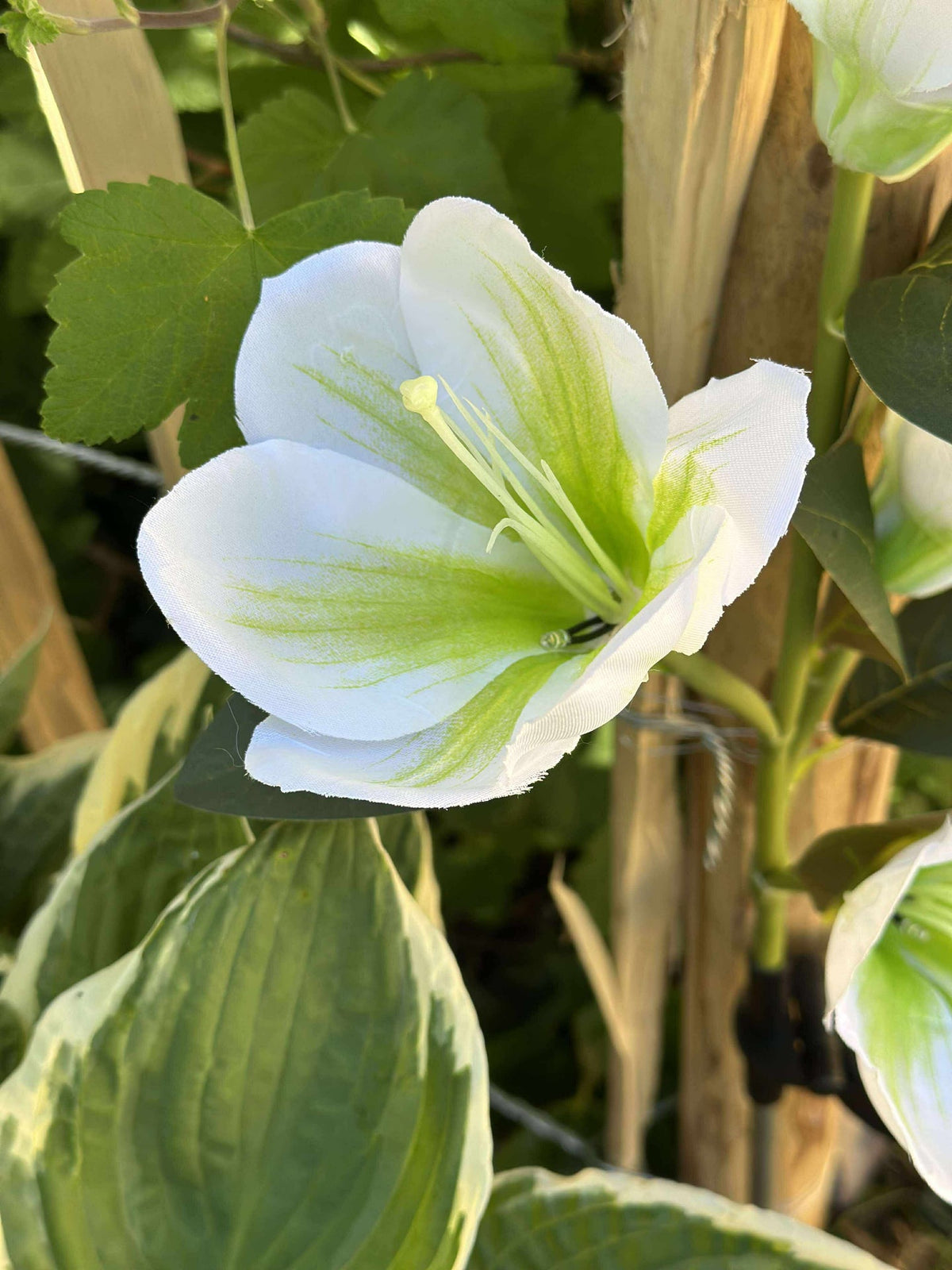 Magnolia met zonnepanelen - Wit