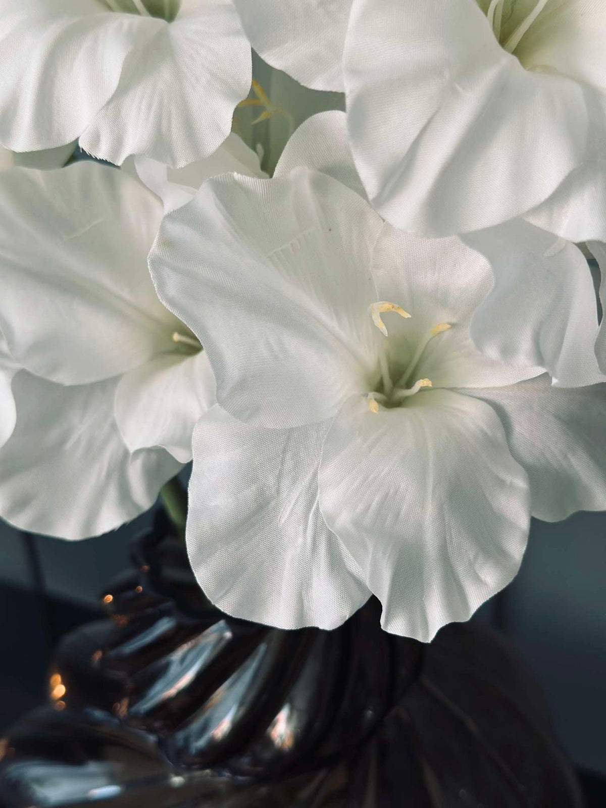 Gladiolus steel