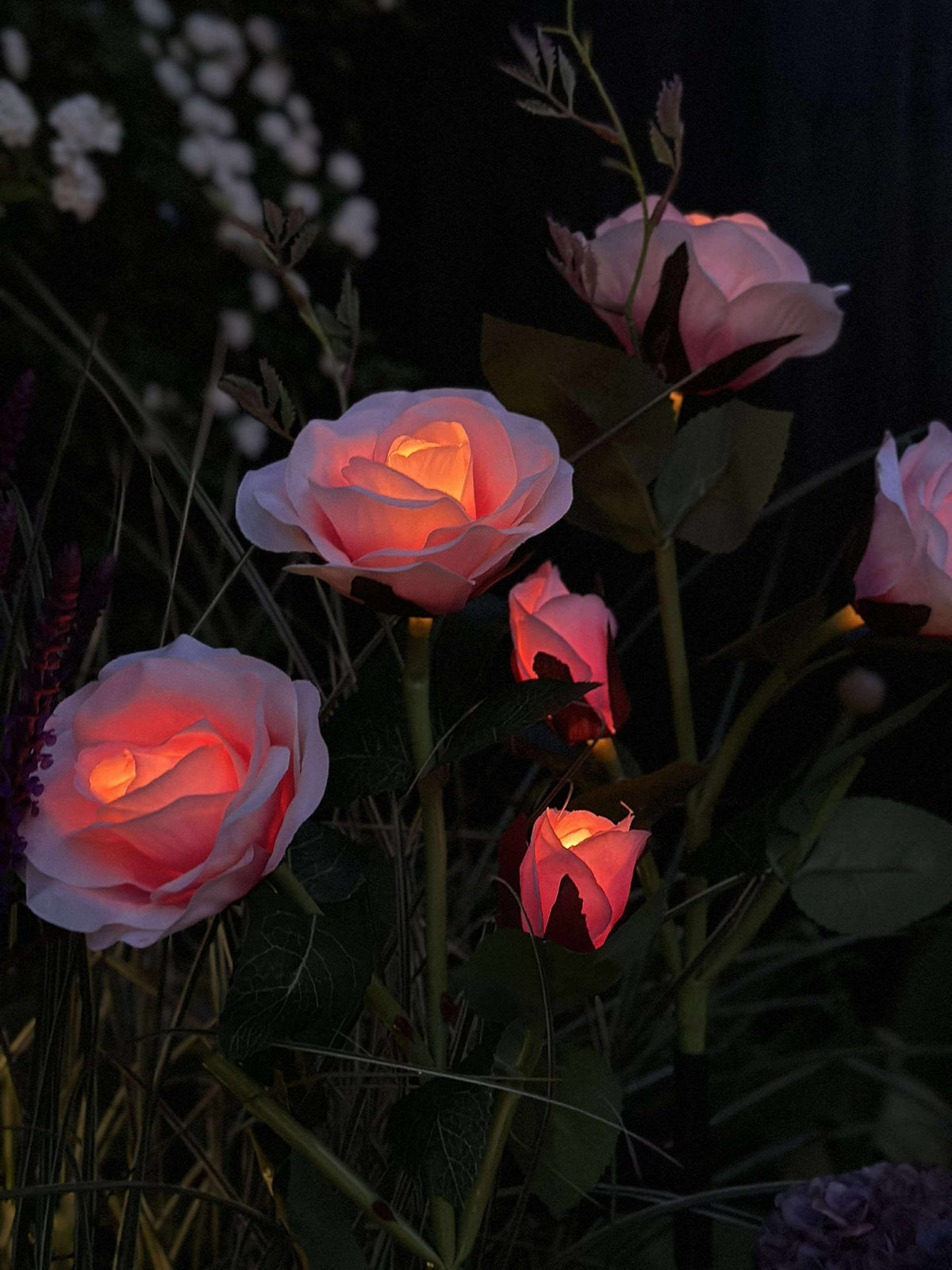 Roos met zonnepanelen - Roze