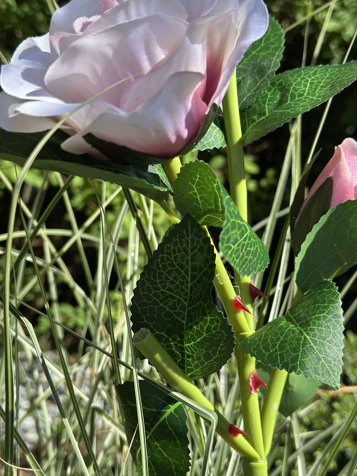 Roos met zonnepanelen - Roze