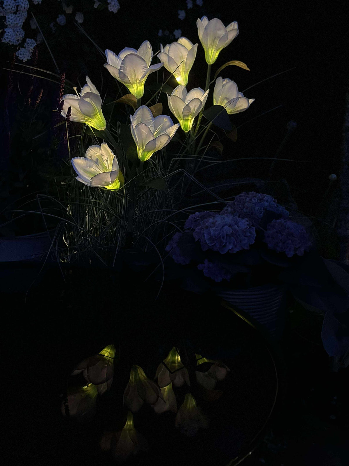 Magnolia met zonnepanelen - Wit