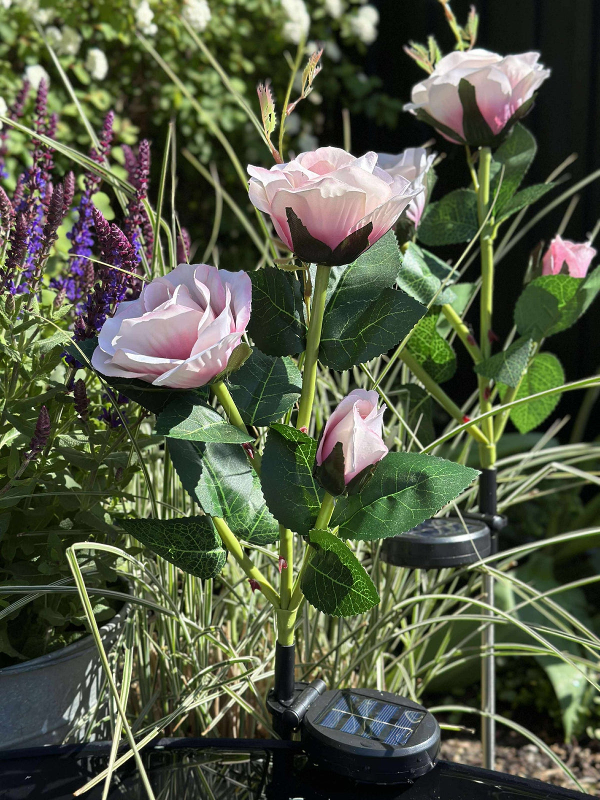 Roos met zonnepanelen - Roze