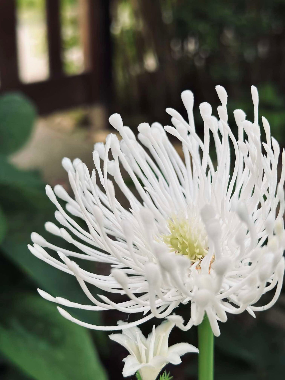 Bloem op zonne-energie - Spider Lili wit