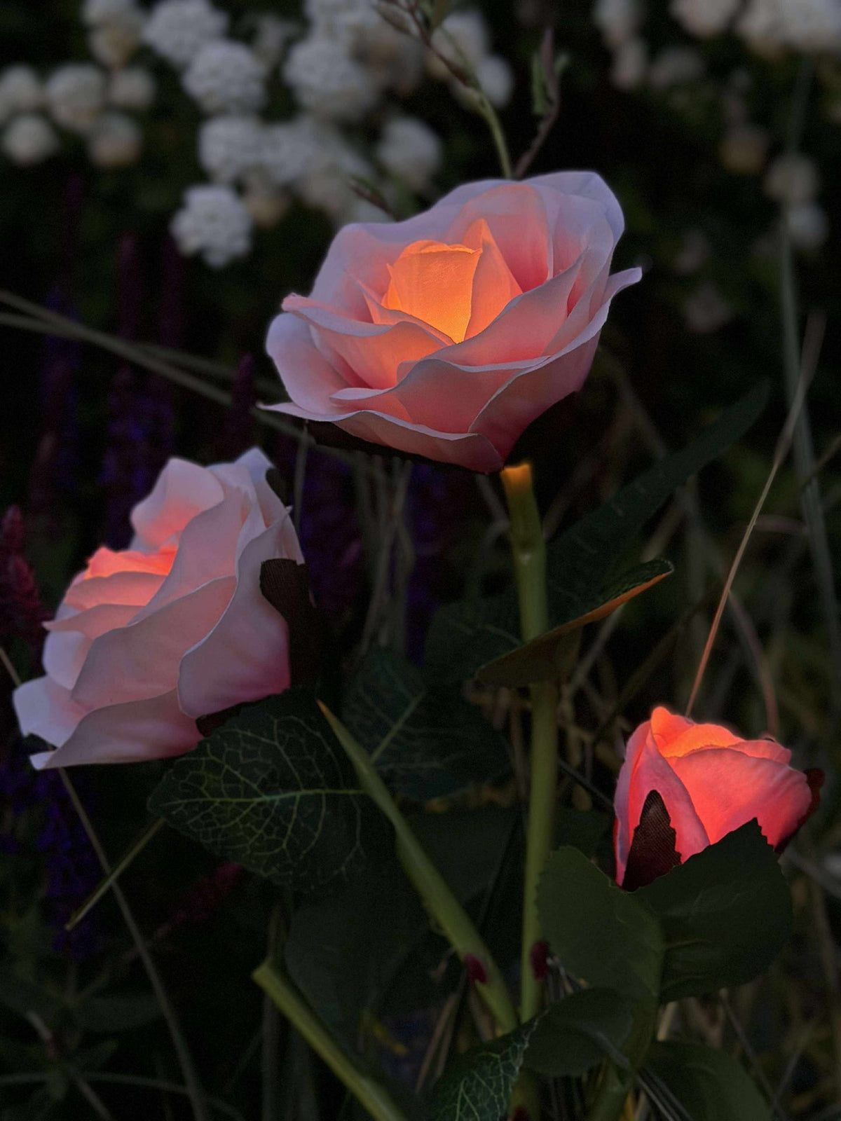 Roos met zonnepanelen - Roze