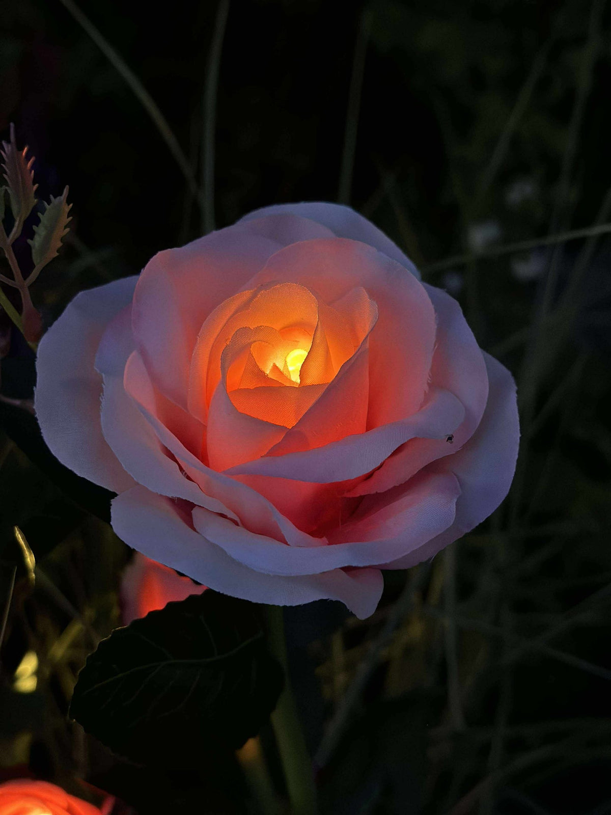 Roos met zonnepanelen - Roze