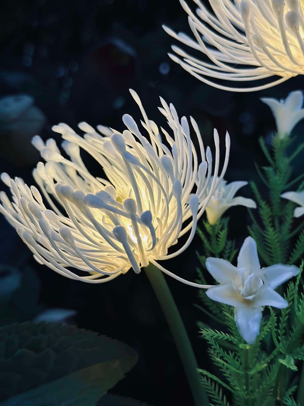 Bloem op zonne-energie - Spider Lili wit
