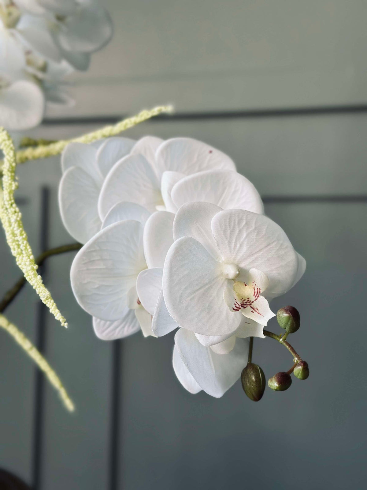Orchideeënstengel