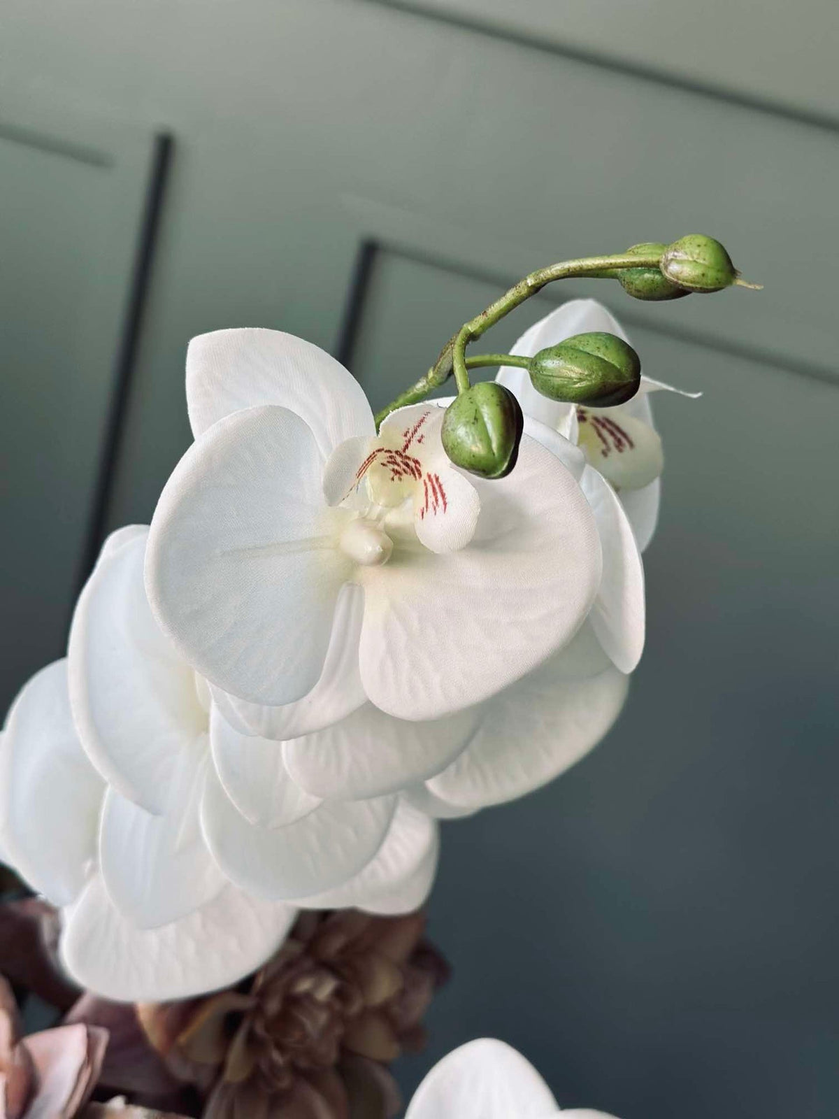 Orchideeënstengel
