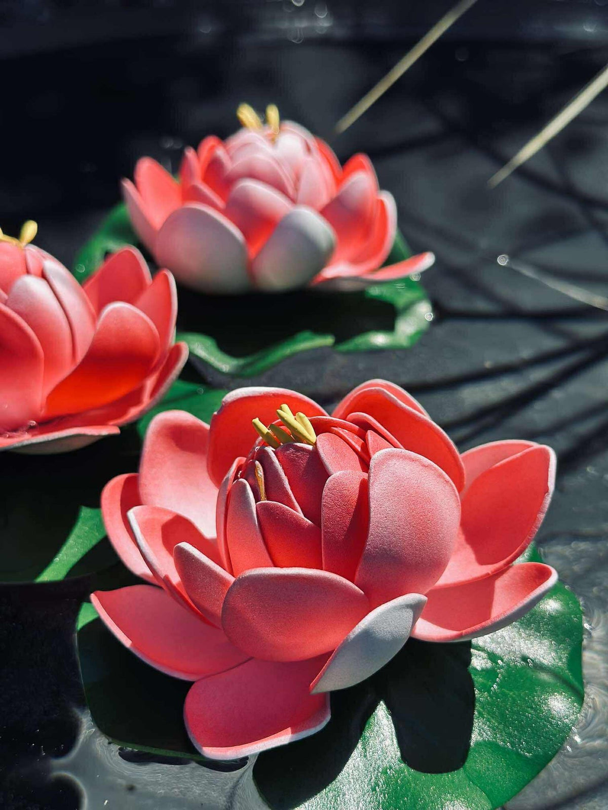 Lotus - Meerdere kleuren