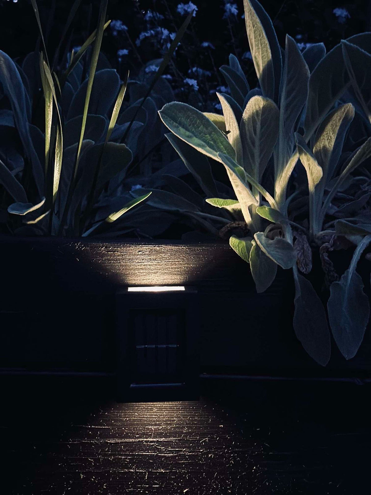 Aura Solar Lamp - 2-pack