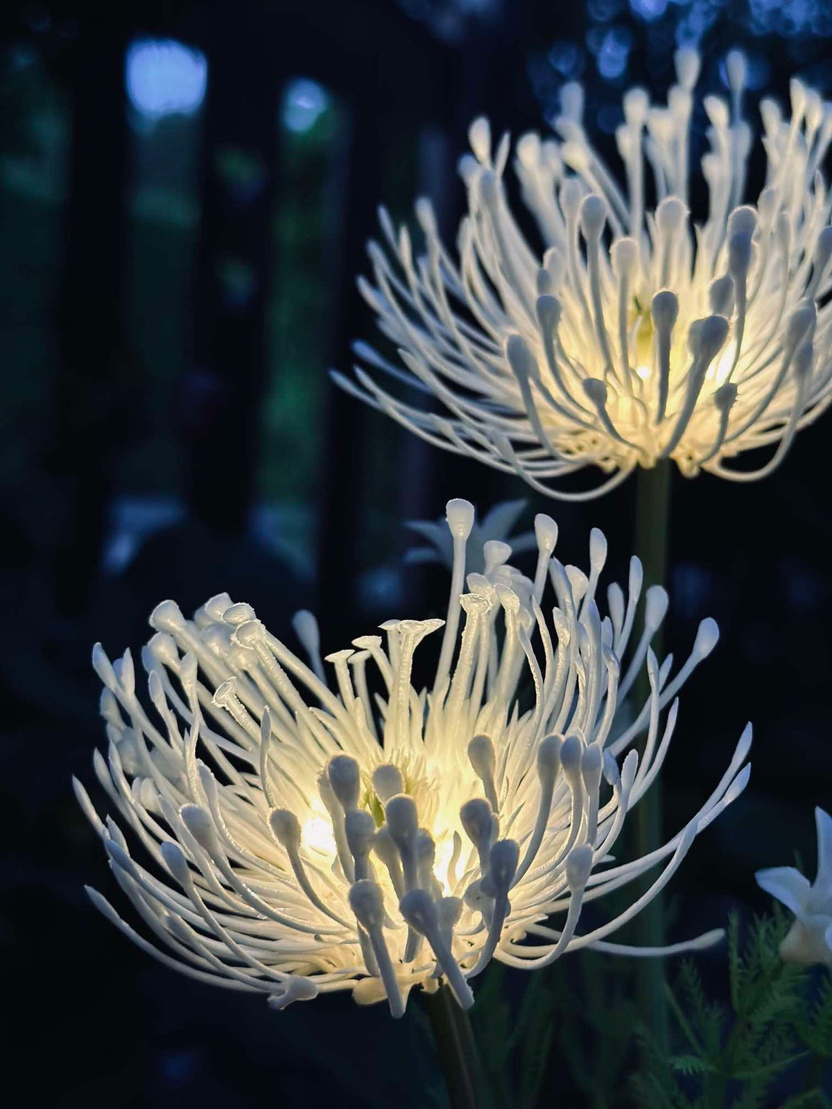 Bloem op zonne-energie - Spider Lili wit