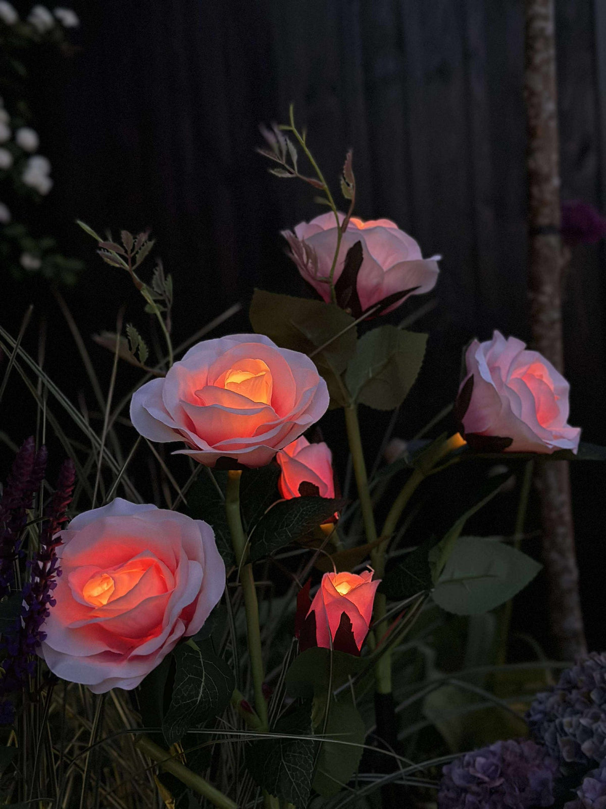 Roos met zonnepanelen - Roze