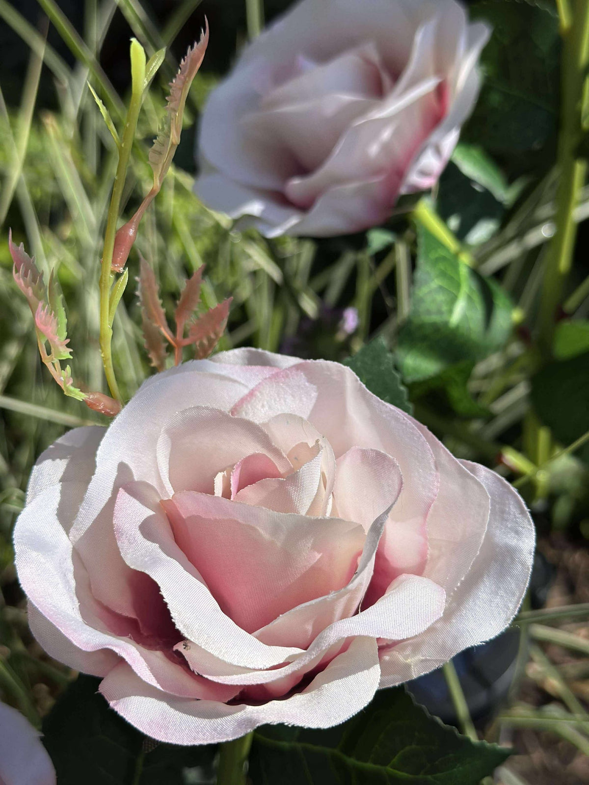 Roos met zonnepanelen - Roze