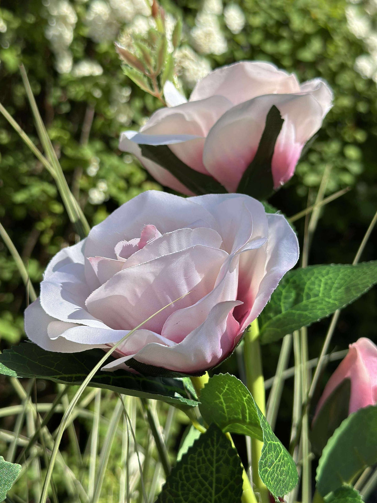 Roos met zonnepanelen - Roze