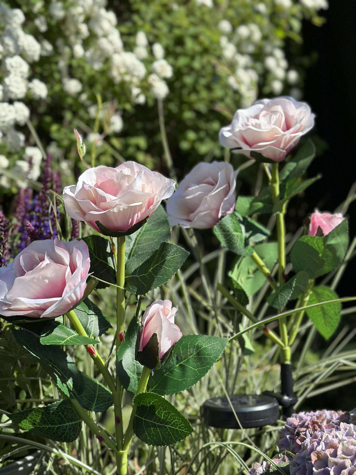 Roos met zonnepanelen - Roze