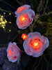 Roos met zonnepanelen - Roze