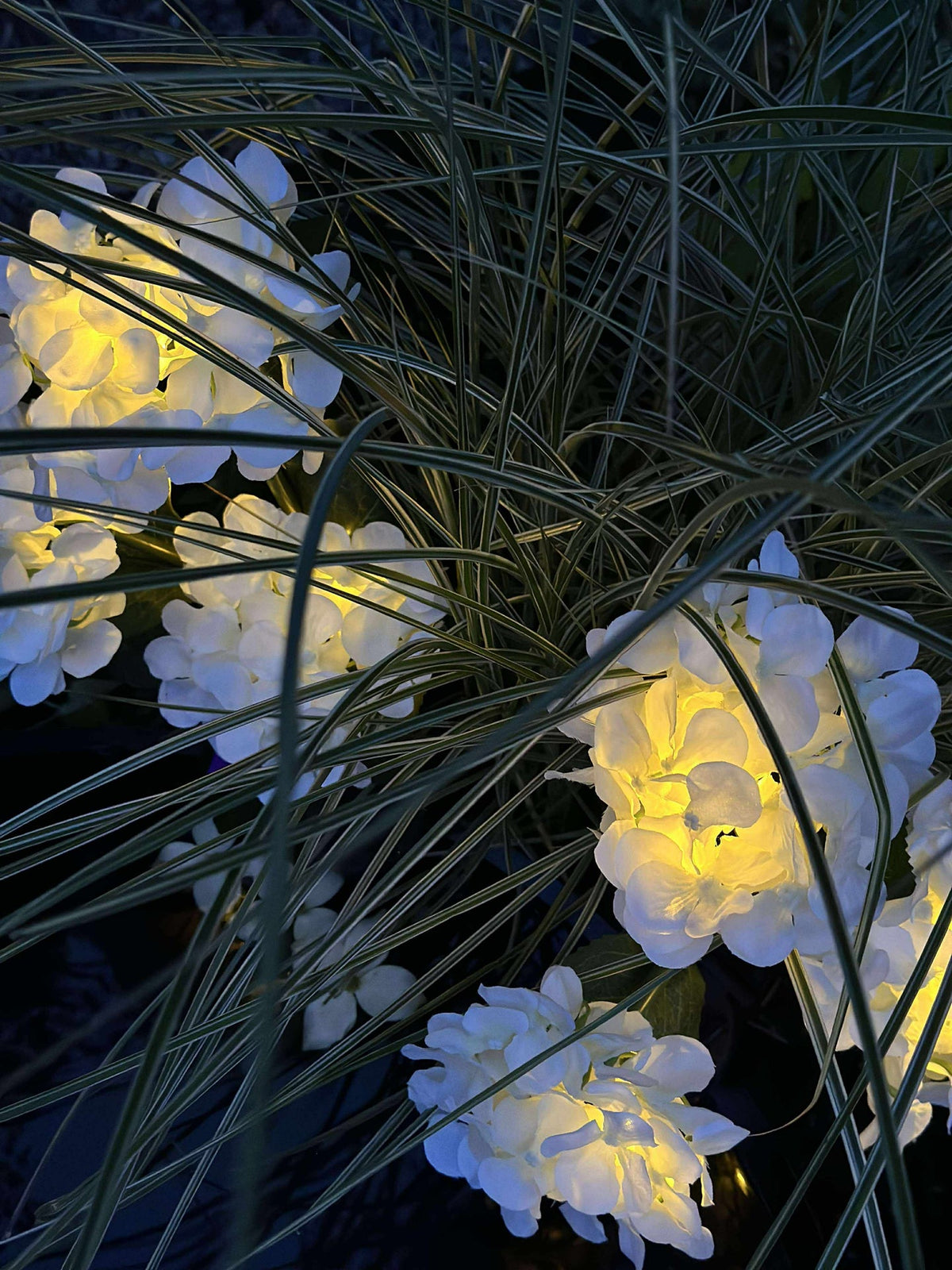 Hortensia met zonne-energie - Wit