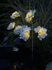Hortensia met zonne-energie - Wit