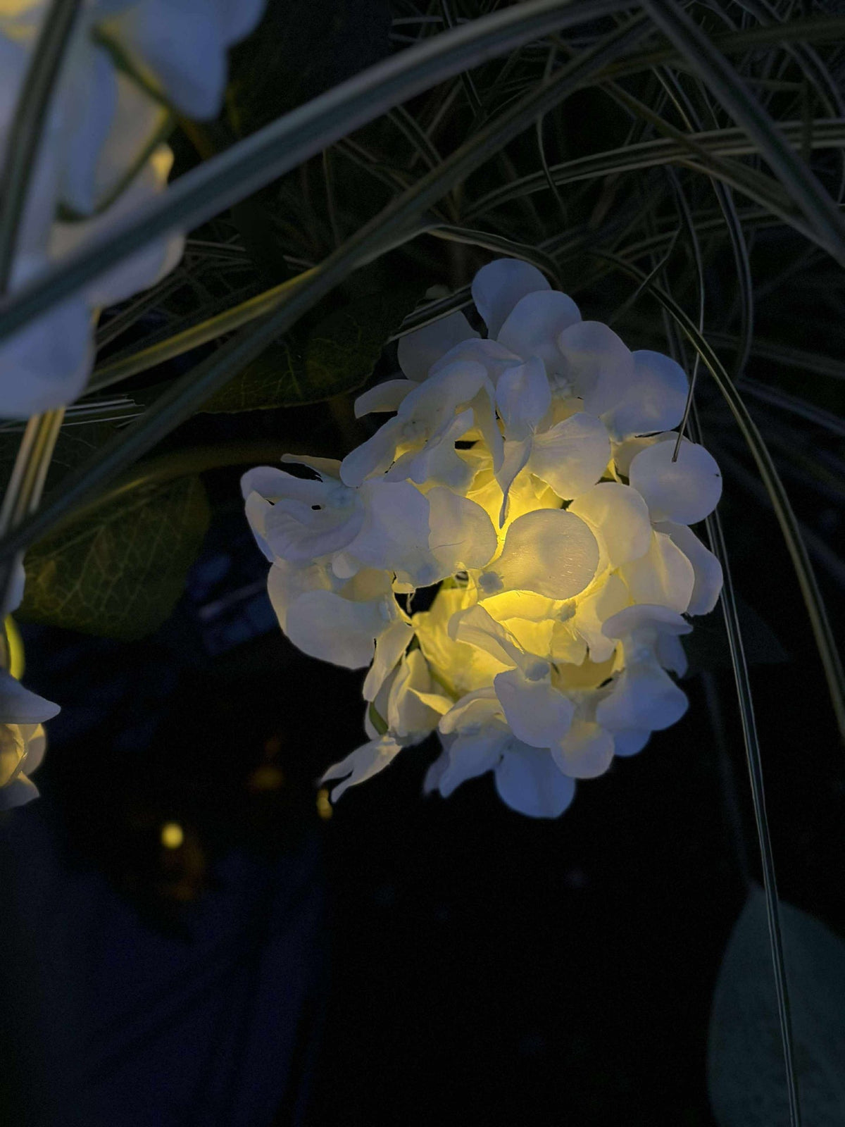 Hortensia met zonne-energie - Wit