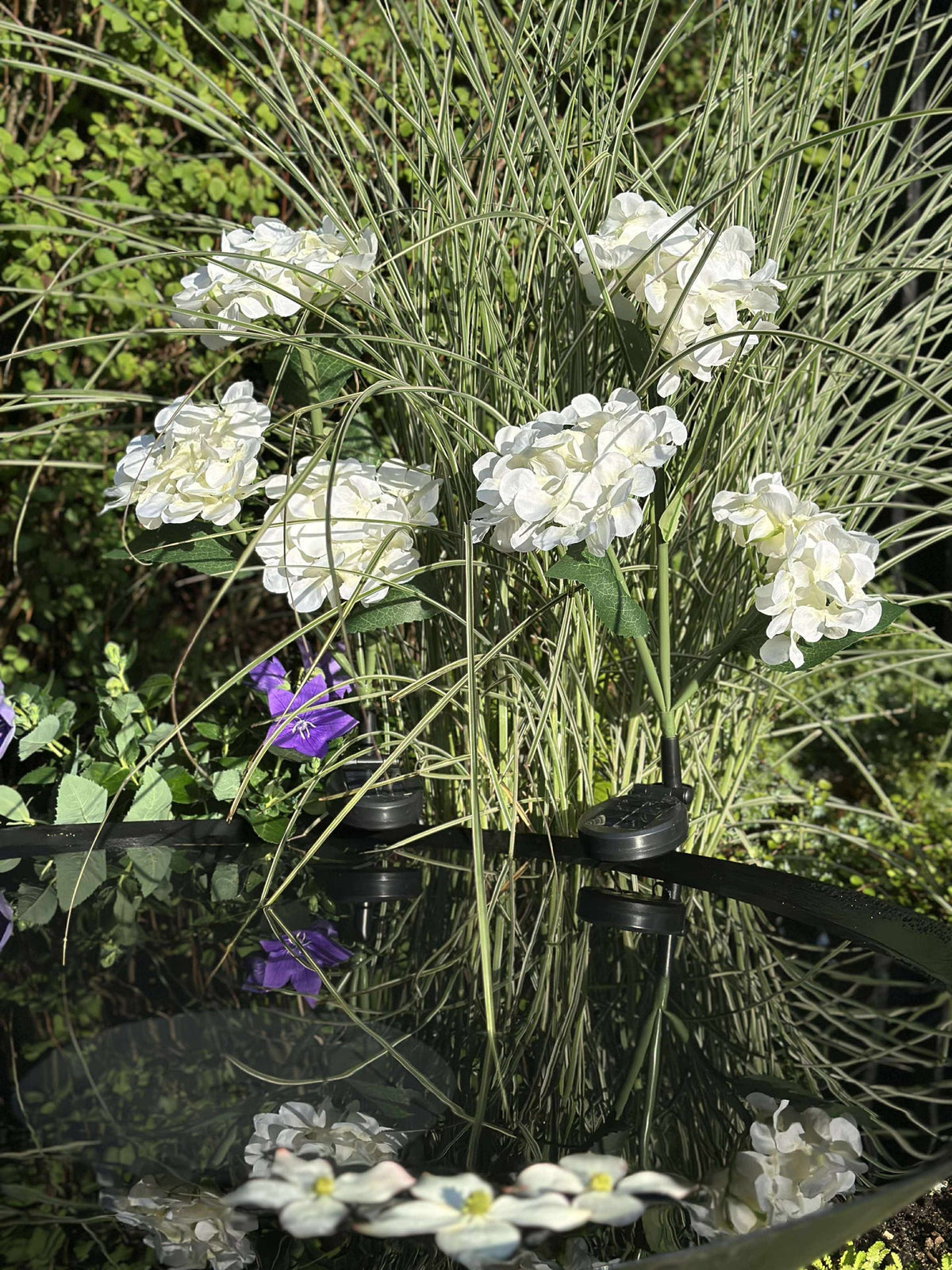 Hortensia met zonne-energie - Wit