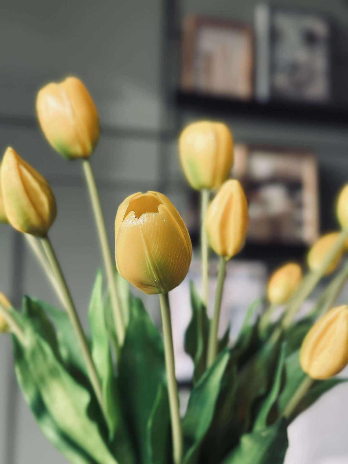 Tulpen – Meerdere kleuren