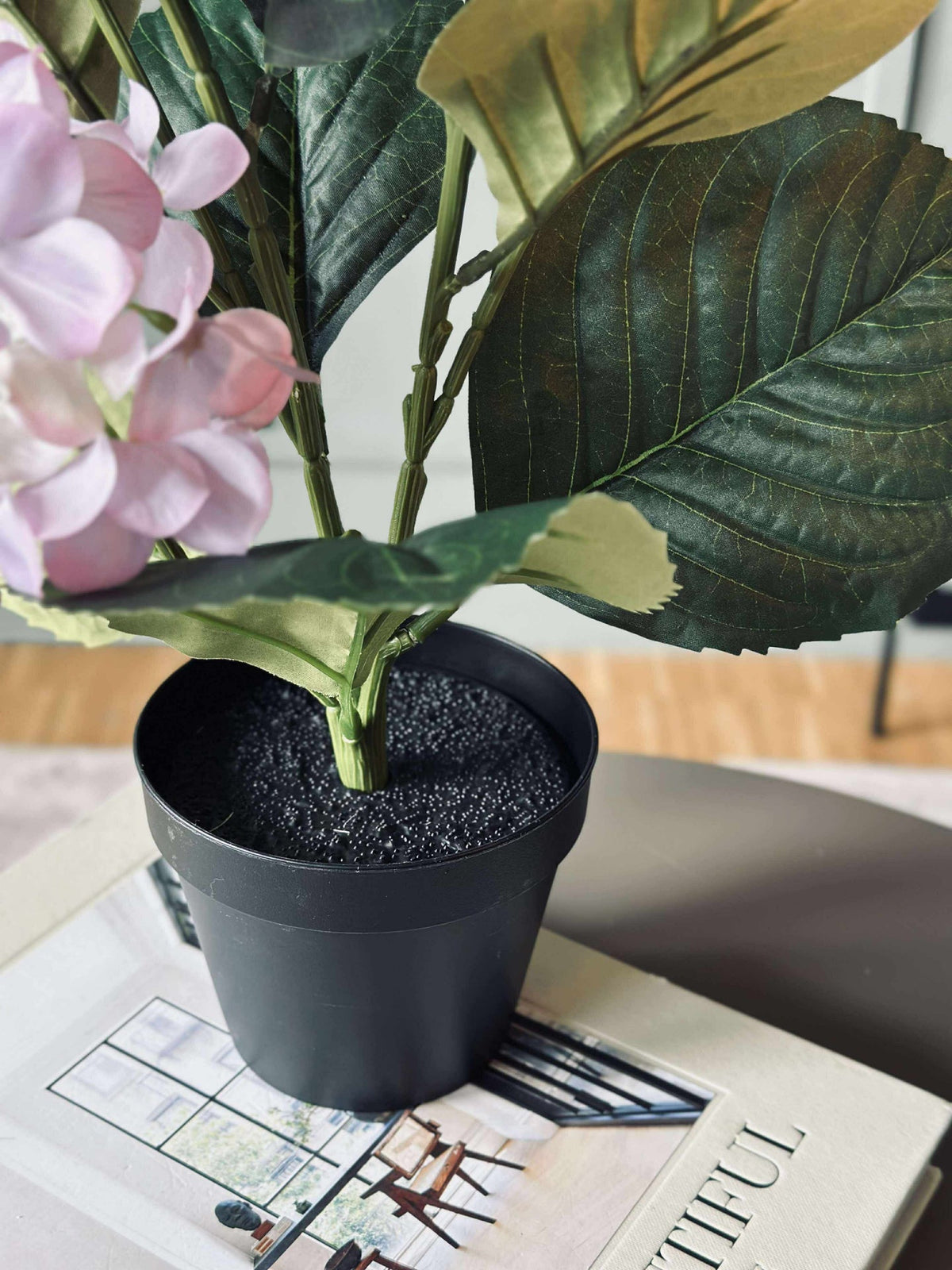 Hortensia in pot - Lila